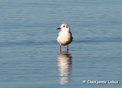 Black-headed Gull / Httemge