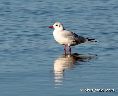 Black-headed Gull / Httemge