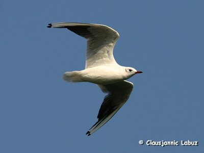 Black-headed Gull / Httemge