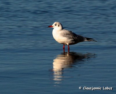 Black-headed Gull / Httemge