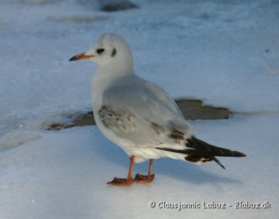 Black-headed Gull / Httemge