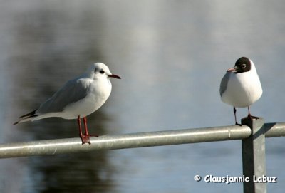 Black-headed Gull / Httemge