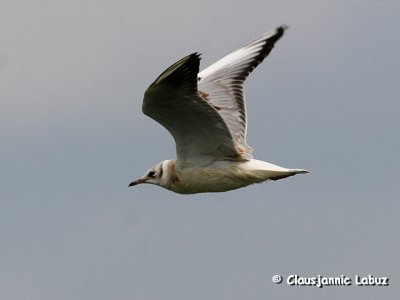 Black-headed Gull / Httemge
