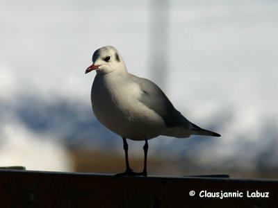 Black-headed Gull / Httemge