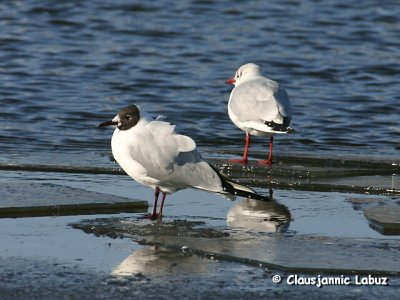 Black-headed Gull / Httemge