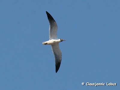 Laughing Gull / Lattermaage