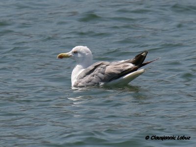 Yellowlegged Gull / Middelhavsslvmge