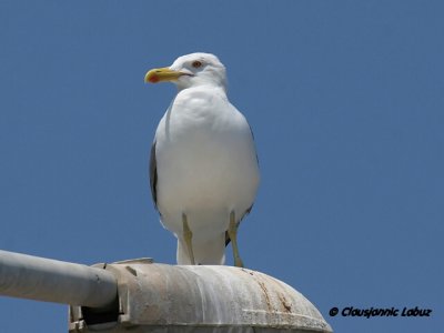 Yellowlegged Gull / Middelhavsslvmge