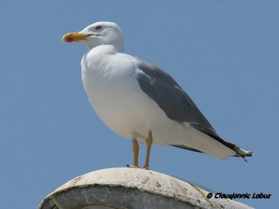 Yellowlegged Gull / Middelhavsslvmge