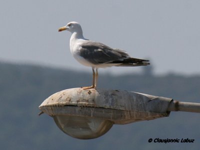 Yellowlegged Gull / Middelhavsslvmge