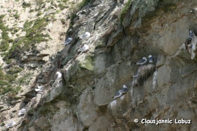 Black-legged Kittiwake / Ride