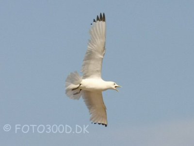 Black-legged Kittiwake / Ride