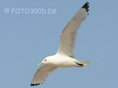 Black-legged Kittiwake / Ride