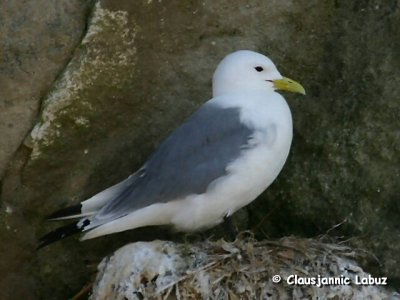 Black-legged Kittiwake / Ride