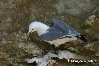 Black-legged Kittiwake / Ride
