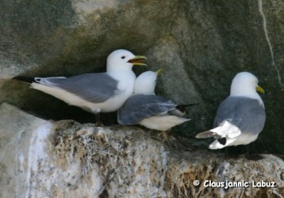 Black-legged Kittiwake / Ride