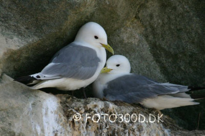 Black-legged Kittiwake / Ride