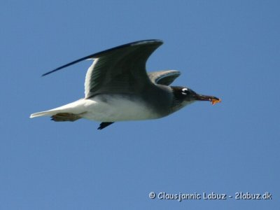 White-eyed Gull / Rdehavsmge