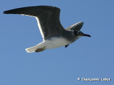 White-eyed Gull / Rdehavsmge