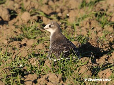 Sabine's Gull / Sabinemge