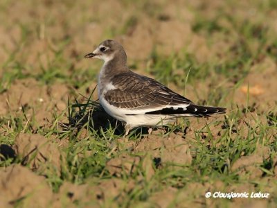 Sabine's Gull / Sabinemge