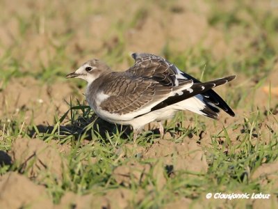 Sabine's Gull / Sabinemge