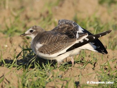 Sabine's Gull / Sabinemge
