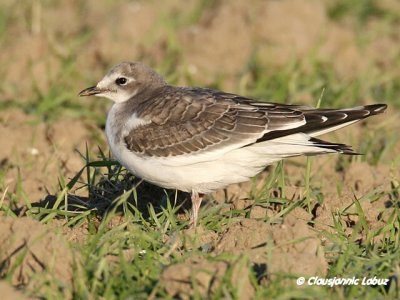 Sabine's Gull / Sabinemge