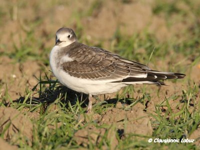 Sabine's Gull / Sabinemge