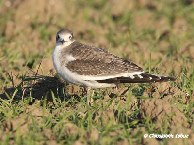 Sabine's Gull / Sabinemge
