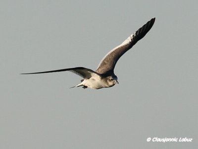 Sabine's Gull / Sabinemge