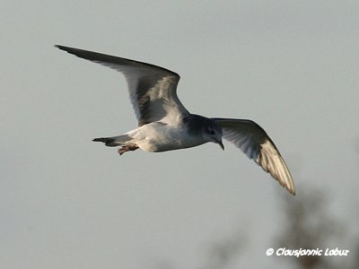 Sabine's Gull / Sabinemge