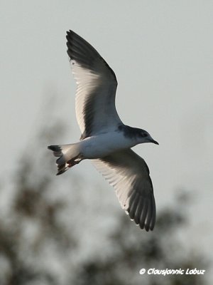 Sabine's Gull / Sabinemge