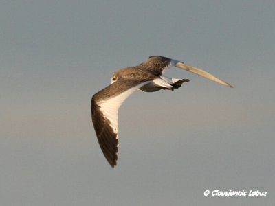 Sabine's Gull / Sabinemge