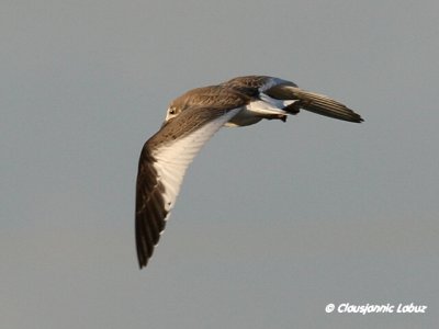 Sabine's Gull / Sabinemge