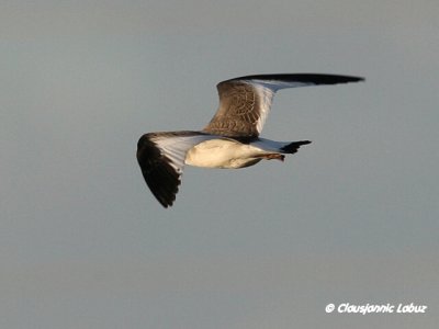 Sabine's Gull / Sabinemge