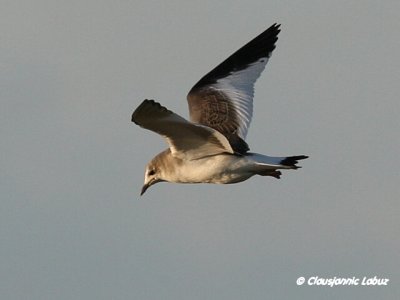 Sabine's Gull / Sabinemge