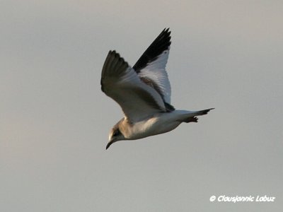 Sabine's Gull / Sabinemge