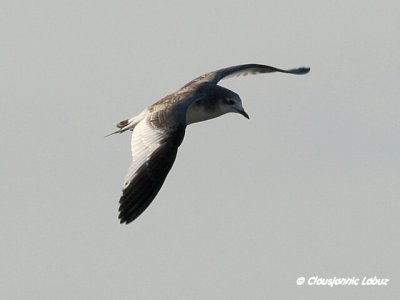 Sabine's Gull / Sabinemge