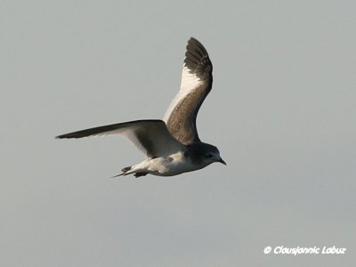 Sabine's Gull / Sabinemge