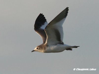 Sabine's Gull / Sabinemge