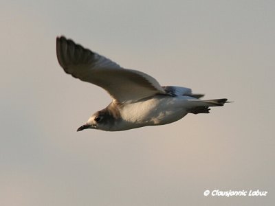 Sabine's Gull / Sabinemge