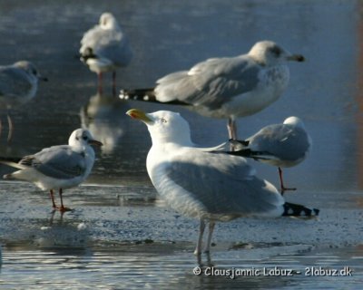 Herring Gull / Slvmge