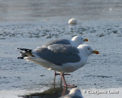 Herring Gull / Slvmge