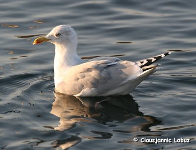 Herring Gull / Slvmge