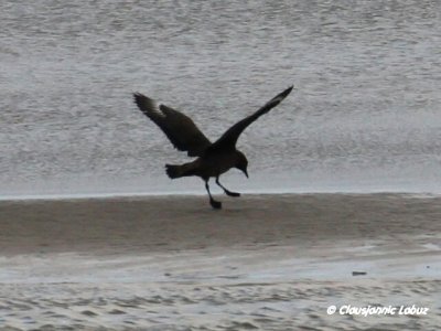 Great Skua / Storkjove