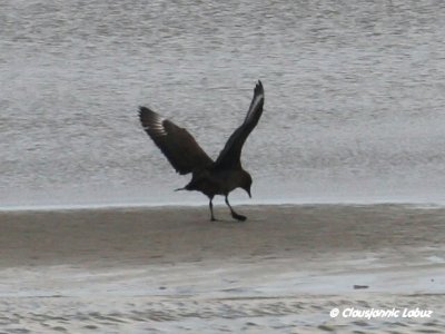 Great Skua / Storkjove