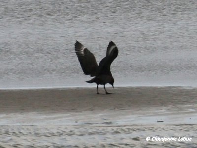 Great Skua / Storkjove