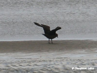 Great Skua / Storkjove