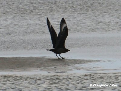 Great Skua / Storkjove